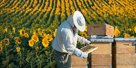 Introduction to Beekeeping (XPER 193 01)
