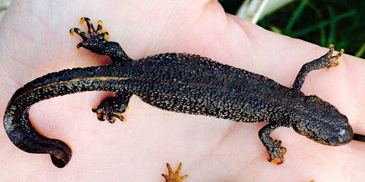 Great Crested Newts - Ecology, Conservation and Survey ONLINE primary image
