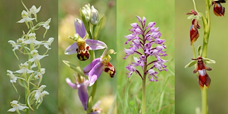 Hauptbild für Orchid Hunting in the Chiltern Hills