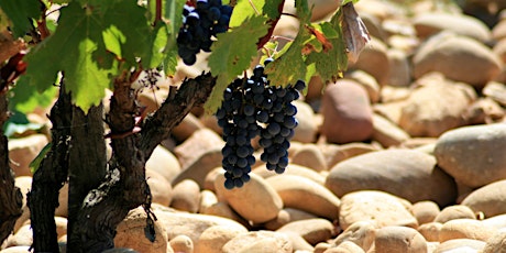 "Tour du Rhône" Tasting & Class primary image