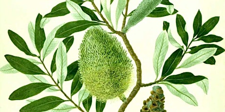 Joseph Banks’ Florilegium: Botanical Treasures from Cook’s First Voyage primary image