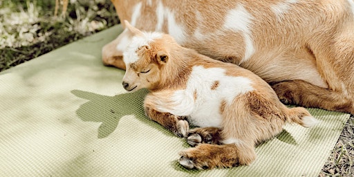 Toddler Goat Yoga  primärbild