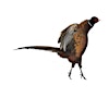 Pheasant Run Greenhouse's Logo
