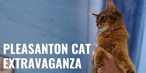 Pleasanton Cat Extravaganza by LCWW Group