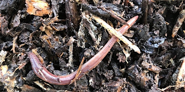 Do Healthy Earthworms = Healthy Soils?