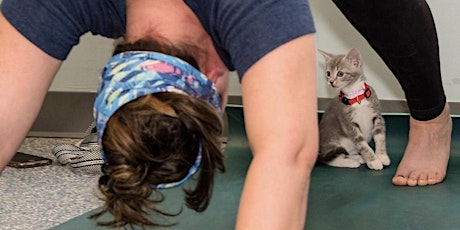 November Kitten Yoga to Benefit the AWLA
