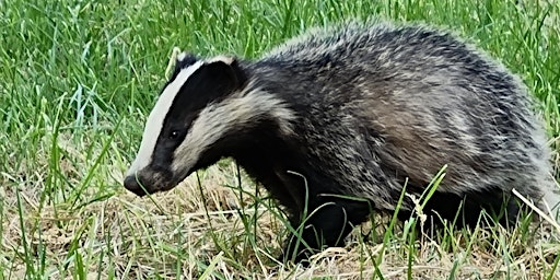 Backyard Beasts:  Badger Cubs of Bangor on Dee : Guided Tour