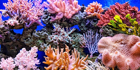 Artfully Explore Australia's Great Barrier Reef