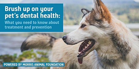 Image principale de Brush up on your pet’s dental health: What you need to know about treatment