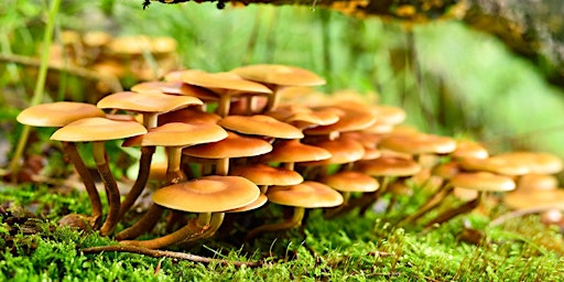 Mycology 101: Learn how to grow mushrooms for free!