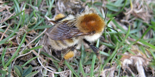 Ecology of Bumblebees and their Identification for Intermediates  primärbild