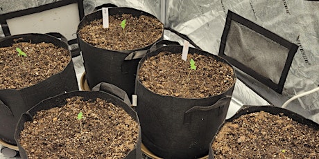 Grow It Yourself- An Intro to Indoor Growing