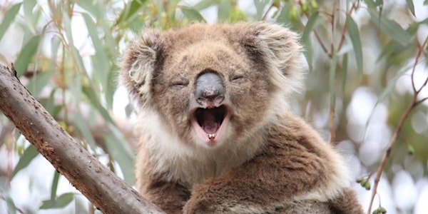 Koala Conservation Day