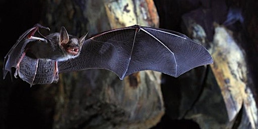 2022 Murray Lecture - Superhero bats: can bat genomes help us live longer?