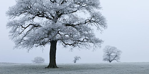 Discover trees in winter