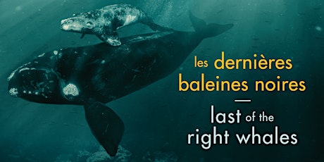 LES DERNIÈRES BALEINES NOIRES- Last of the Right Whales primary image