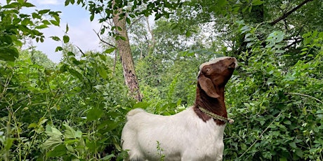 Webinar: Managing Invasive Species and Overgrown Landscapes with Goats