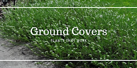 Ground Covers - Plants That Work