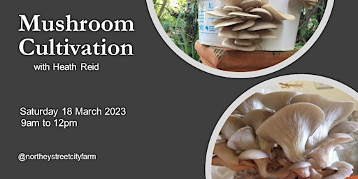 Simple Mushroom Cultivation