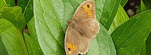 Collection image for Big Butterfly Count 2023