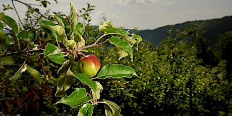 Image principale de Pruning Fruit Trees