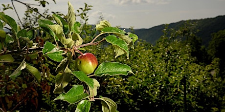 Pruning Fruit Trees  primärbild