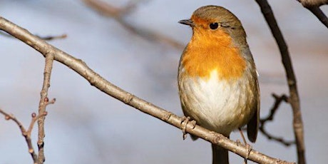 KWR Wildlife Wednesday 7: How to Attract Garden Birds w/ Terry Cassidy