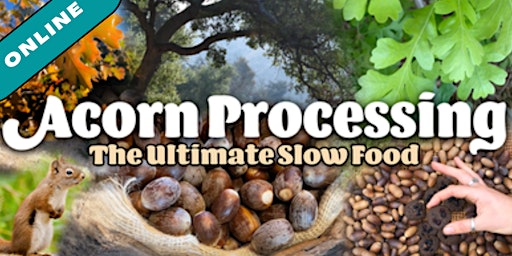 Acorn Processing: The Ultimate Slow Food
