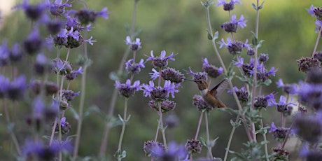 Pollinator Gardens with California Native Plants with Erin Johnson