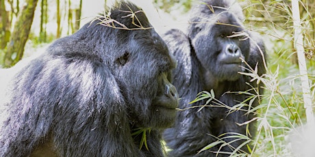 Saving mountain gorillas in Uganda