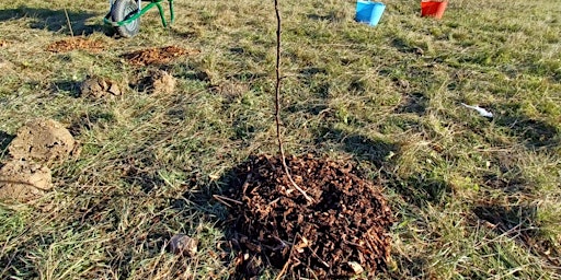 Tree planting at Loxley Recreation Ground
