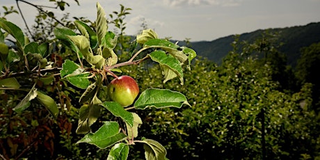 Grafting Apple Trees  primärbild