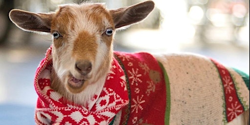 Holiday BINGOAT: Bingo + Goats