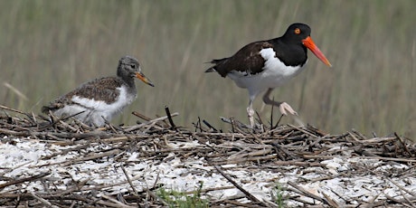 2022 American Oystercatcher Working Group Meeting (Dec 6-8th)