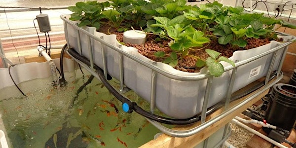 Learn to build an Urban Aquaponics system #GreenLab