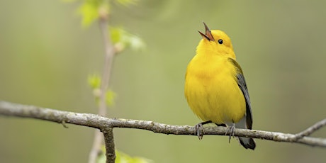 Songbird Research: Prothonotary Warblers with Shirley Devan