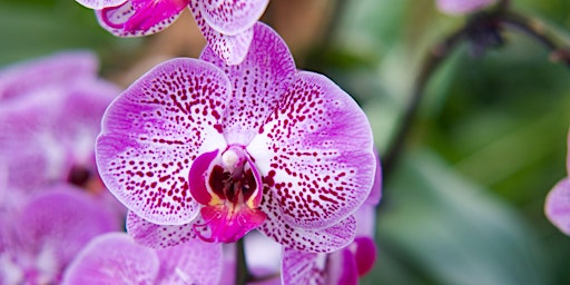 Growing Orchids – Tips for the San Francisco and Bay Area Climate