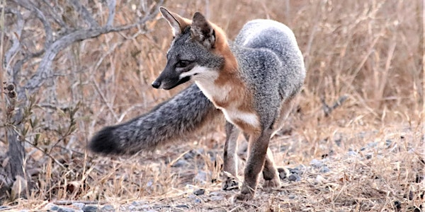 Gray Fox Stories: Indicators That Urban Foxes Are In Your Neighborhood