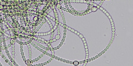 Image principale de Collection de Cyanobactéries - Visites guidées