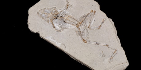 Image principale de Ouverture des collections universitaires - Collection de Paléontologie