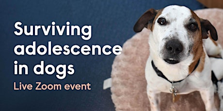 Surviving Adolescence in Dogs  - Live Zoom Event