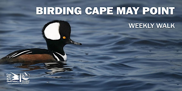 Birding Cape May Point