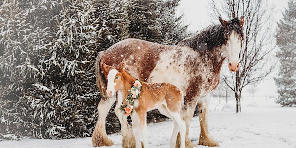 Christmas with the Clydesdales