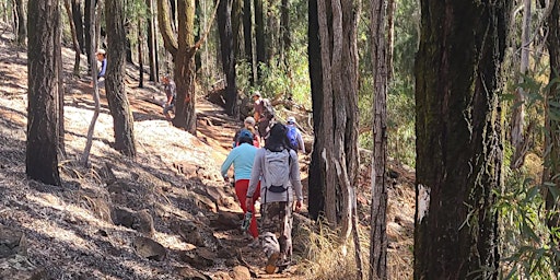 Hauptbild für Forest Bathing, Hike, & Moʻolelo