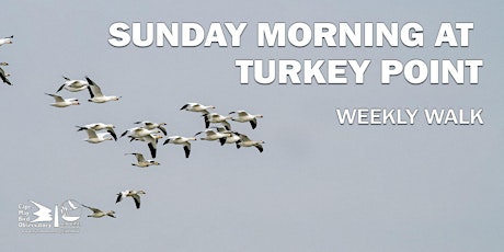 Sunday Morning at Turkey Point