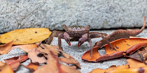 Cure Your Crabbiness: Explore Weedon’s World of Crabs
