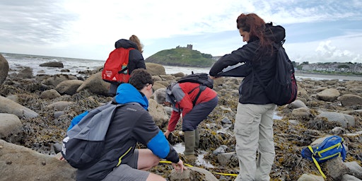 Have-a-go: rocky shore surveys (Criccieth)