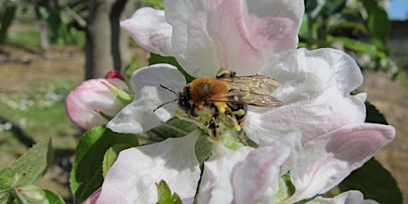 Managing UK Crop Pollination - a talk by Mike Garratt