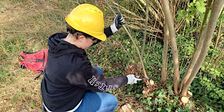 Learn to coppice: woodland skills primary image