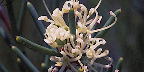 Perth: Level 1 & Australian Bush Flower Essences primary image